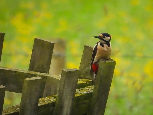 Sue Billcliffe shared this snap of a wonderful woodpecker at Nostell Priory.