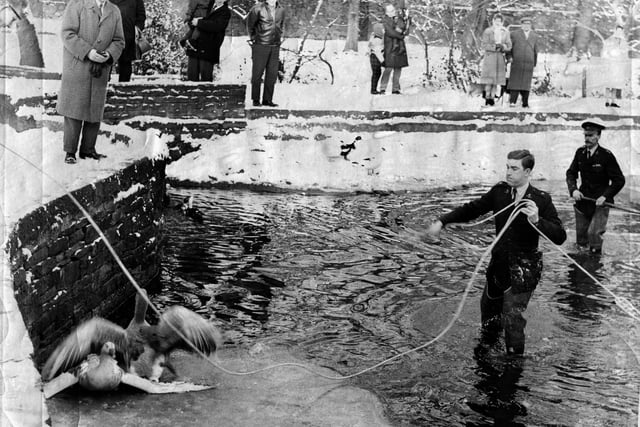 RSPCA officers rescue geese in Endcliffe Park in December 1964