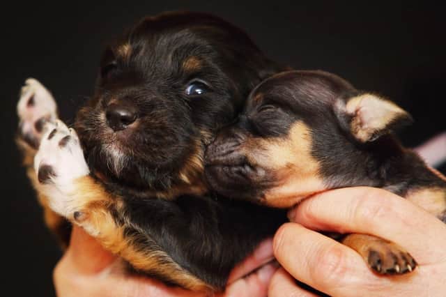 Bringing a new puppy home can be very exciting. But if you’re a first-time owner - or never had a pup before - it can also be daunting.