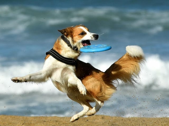 When the weather is this sunny, we should all be wearing sun protection – including our dogs. Their skin can burn just like ours and too much unprotected exposure to UV rays can lead to skin cancer, which is– the most common cancer found in dogs. Those with light skin and / or short or thin coats are particularly susceptible on their ears, noses and sparsely haired areas. Make sure you buy special dog sunscreens and sprays – some ingredients in ours are toxic to them.