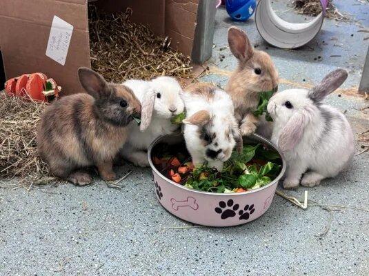 These five confident bunnies are ready to hop right into our forever homes! At just eight weeks old, they are brand new to this big wide world and cannot wait to explore it under the safety of their new forever families.