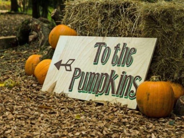 Local market Halloween events. On October 31, a pumpkin trail will take place from 10am to 3pm at Wakefield, Pontefract, Castleford, Ossett, Normanton, and South Elmsall markets. Find hidden pumpkin stickers to win prizes. Pumpkin carving will also take place at Pontefract Market on October 29, and at Castleford Market on October 30.