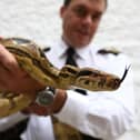 The RSPCA is advising snake owners to be extra-vigilant as the charity braces for a rise in stray pet snakes due to the hot weather.