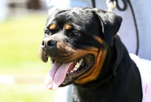 In fourth place is the Rottweiler with 85,000 Google searches a month.Rottweilers are loyal above all else, so they remain a popular dog in the UK. Despite their often misunderstood reputation, they are naturally gentle animals, though keep in mind they are very energetic and need a lot of regular exercise.