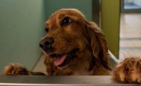 It’s often believed that shaving a dog is the equivalent of taking off a fur coat, but that’s not the case for all breeds. For some, it actually helps keep them cool, allowing air to circulate over the skin and it also protects any pale skin underneath from sun exposure. Those with double coats – such as Labradors, collies, Jack Russell Terriers and retrievers – will naturally shed hair during summertime to help stop them overheating. Long-haired breeds with an undercoat can have a trim but go easy with the scissors.