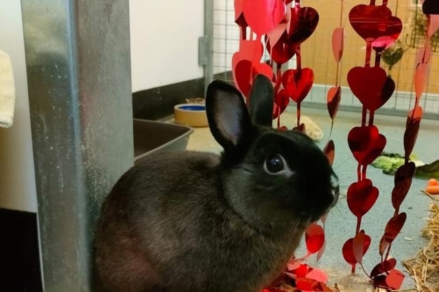 This Netherland Dwarf is two years and three months old. 

He loves company and hopes for a family who'll give him lots of attention.