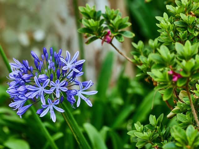 A great herbaceous perennial that can cope with a summer drought, but also handle some of the wettest, chilliest British winters is the agapanthus