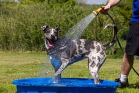 Keep your furry friends safe during the heatwave