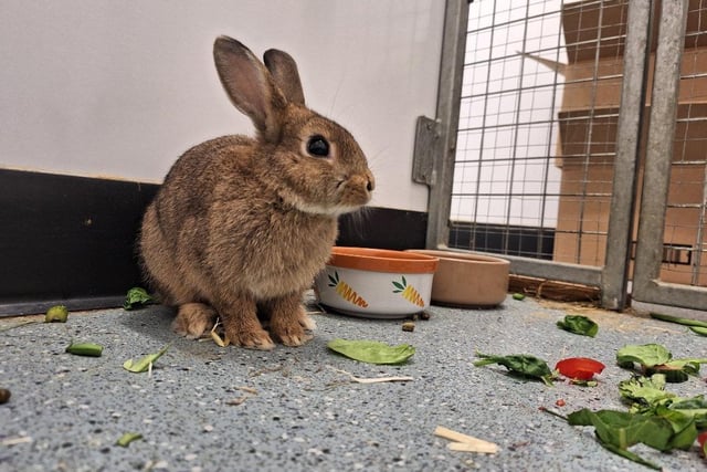 Roger is a four month old Lionhead X bunny who loves fuss and attention and to explore new things.