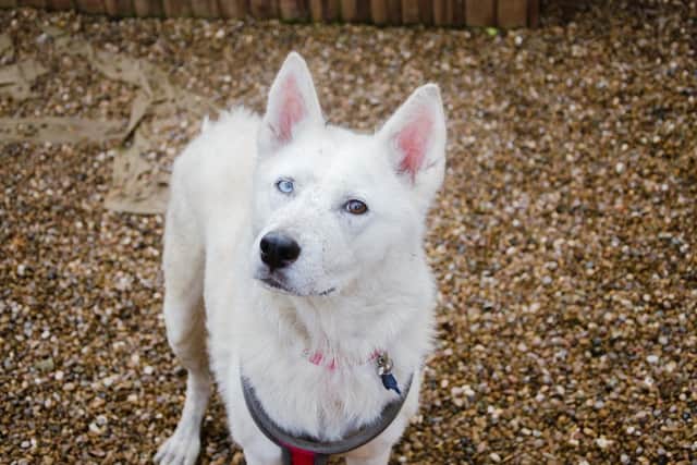 Tepe is looking for a forever family in Wakefield.