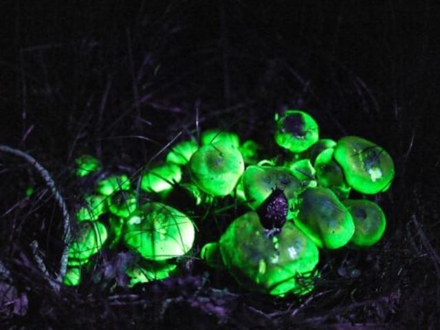 Taking place on October 24 and 31, RSPB Fairburn Ings is hosting its Illuminate: Bioflourescence in Nature event. This gives visitors the chance to discover dark creatures under the light of a UV torch. Booking information can be found at: https://events.rspb.org.uk/events/119545