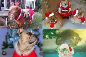 Here are some of your best photos of your pets getting into the festive spirit.