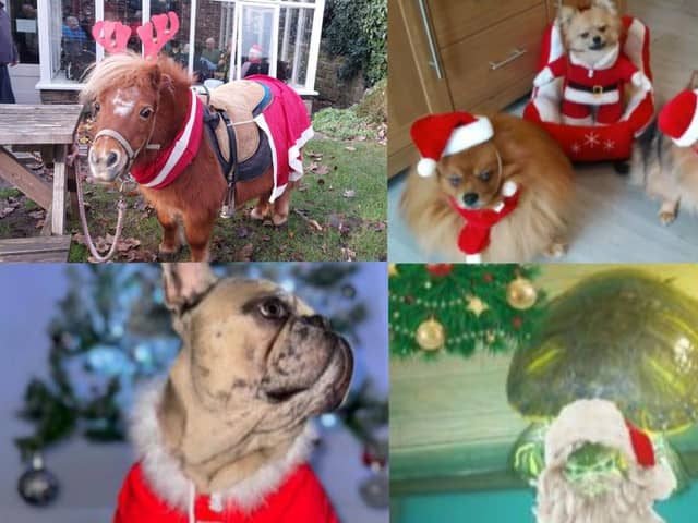 Here are some of your best photos of your pets getting into the festive spirit.