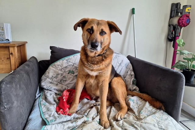 Toto is a 9-year-old German Shepherd looking for his final forever home, for retirement.

Despite his age, Toto hopes for plenty of fun, games and lots of treats.