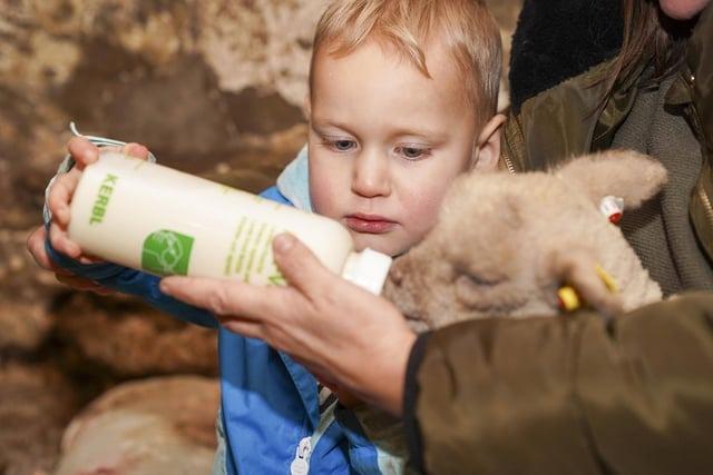 Until April 7, visitors at Horncastle Farm can take part in a unique and memorable lamb feeding experience, where you can bottle feed some adorable lambs. A ticket is required for all who wish to partake in the bottle feeding experience - with feeding times at 10am, 1pm and 4pm.