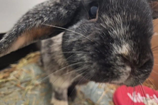 One-year-old Wilbur is a handsome, chunky and curious Crossbreed.

He is looking for a calm and experienced rabbit savvy family who are happy to let him settle in my own time.
