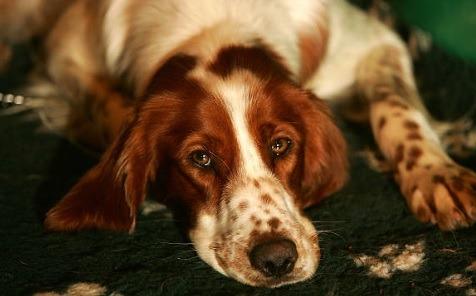 The Irish Red and White Setter was the preferred Setter because its colours made it easier to spot when working at a distance. In 2017 there were 70 registered, which dropped to 46 in 2021.