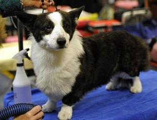 Of the two types of Corgi, the Cardigan is thought to be the older. In 2017 there were 141 registered, which dropped to 123 in 2021.