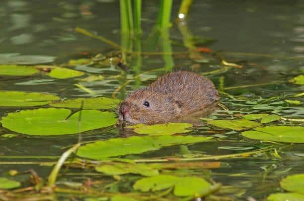 Water voles have faced habitat destruction and predation for decades leading to their decline in numbers.