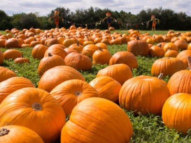 Blacker Hall Farm’s pumpkin patch is open until October 31, and offers families the chance to pick their own pumpkin and paint it at a painting station. Fancy dress is encouraged. The patch is open daily from 10am to 4pm. Tickets can be bought online at: https://www.blackerhallfarmshop.co.uk/products/pumpkin-picking-painting