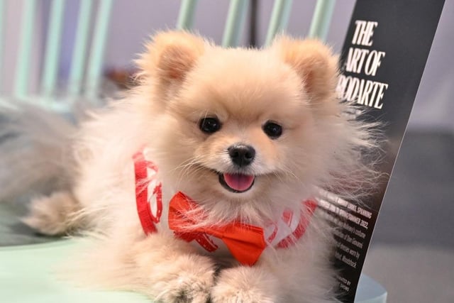The Pomeranian is the seventh most searched for pooch with 80,000 a month.Small and affectionate, Pomeranians make great family dogs, but they do need to be handled correctly. They tend to react quickly to rough play, so children need to be taught to handle them properly without startling them.