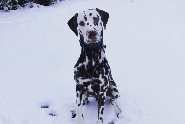 Here is Charlie enjoying the snow, submitted by Louise Crowther