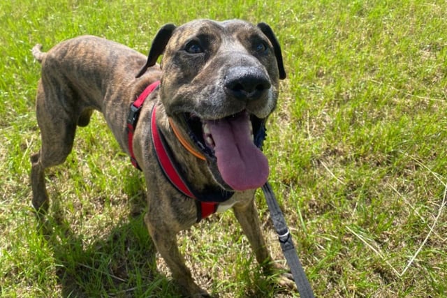 Bull Mastiff/Lurcher cross Billy is a nine-year-old lovely and lively lad with a larger than life personality. He is awell rounded dog looking for his final forever home. He may be living out his retirement years but he hopes to find a family that will keep him active and take him on long walks.