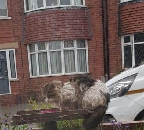 Lucifer before being rescued.
