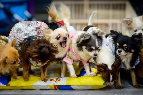 Chihuahuas have been sold on for around £1,009.