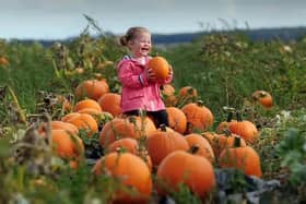 There are a variety of pumpkin patches across Wakefield this October.
