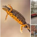 Repairs to an 18th century bridge near to Nostell Priory have been delayed by the discovery of great crested newts.