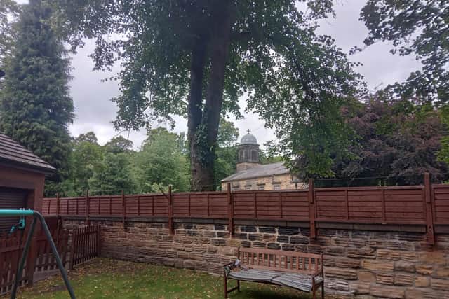 The garden with the infested lime tree in the background.