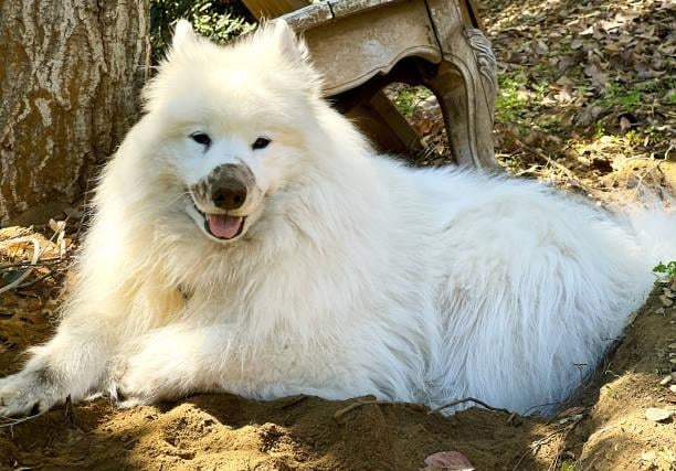 The stunning Samoyed is one of the most expensive breeds of dog to buy directly - ultimately it will cost £19,387 to care for them over their 13 year lifespan.