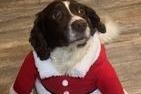 Stacey Howell shared a photo of her cute pooch dressed as Santa.