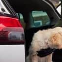 Nw laws will make pet theft a criminal offence across the country and could see those convicted of ‘pet abduction’ face a fine or a maximum five years in prison.