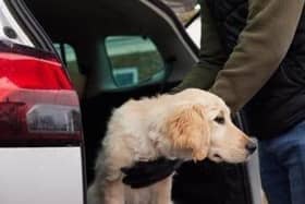Nw laws will make pet theft a criminal offence across the country and could see those convicted of ‘pet abduction’ face a fine or a maximum five years in prison.