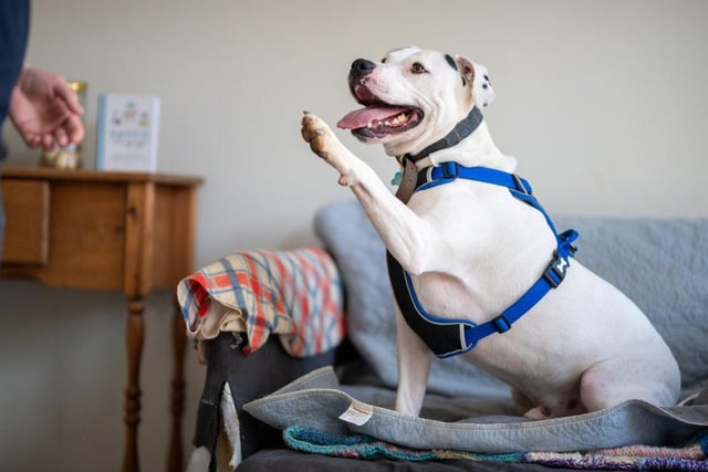 Zeus is a three-year-old Staffie X who has spent over a year in the animal centre. He is a goofy and happy chap with bundles of energy and excitement who is looking for an experienced family who can keep up with his training and give him lots of unconditional love.