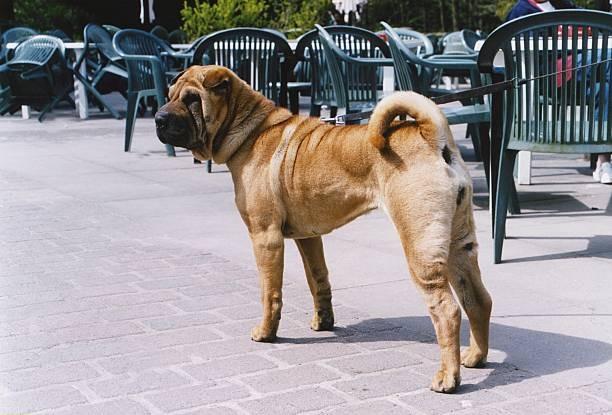 The twelfth most expensive dog breed analysed is the Shar Pei costing £18,957 on average across their 12 year life span.