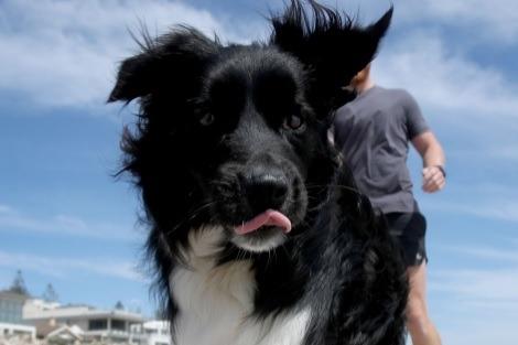 It’s widely believed that dogs can only sweat through their pads, but they do sweat elsewhere on their body. They mainly rely on panting to cool themselves. As the water in their mouth and tongue evaporates – just like human sweat helps to remove heat from the surface of the skin – hot air in their lungs is replaced with cooler air. Watch out though – excessive panting can lead to dehydration.