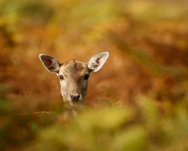 Objectors say a plan to build 201 homes on former agricultural land will destroy the habitat of deer who roam the area.