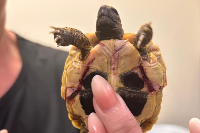 Dog attack leaves Castleford nursery’s cherished pet tortoise Moonie ...