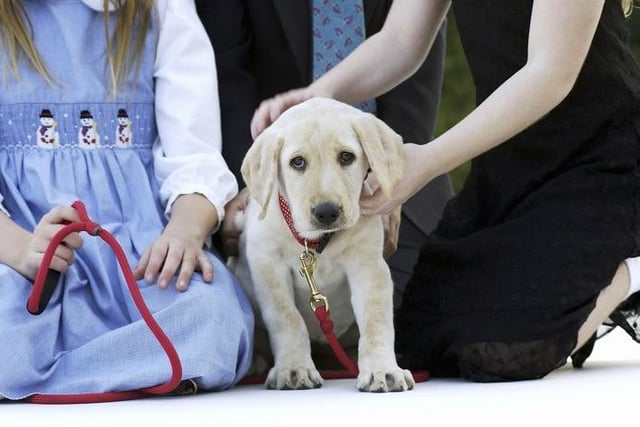 Fourth on the list is the Labrador Retriever. They are one of the most common breeds used for guide dogs, so their intelligence can’t be doubted; but the average cost of insurance for this breed is £31.24 a month, making that £374.88 annually. Labs are high at risk of Arthritis due to having problems with their joints, which can cause limping, a stiff walk, and irritability.