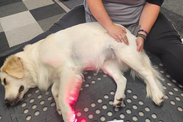 Yaz conducting pain management therapy. The Castleford canine wellness consultant has been nominated by a customer for an Animal Star Award. Picture: Yaz Porritt