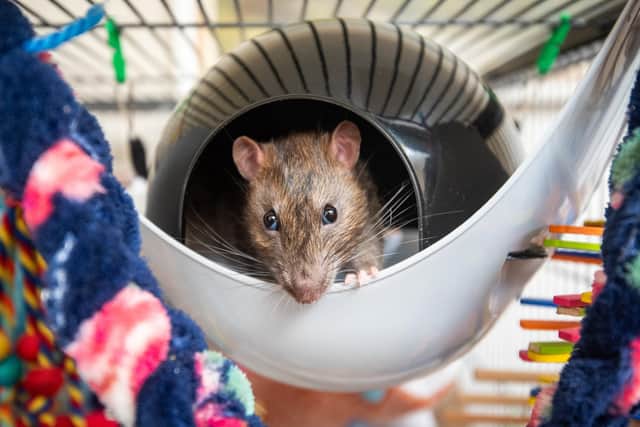 Animal rights activist group PETA calls on Ossett Brewery to change ...