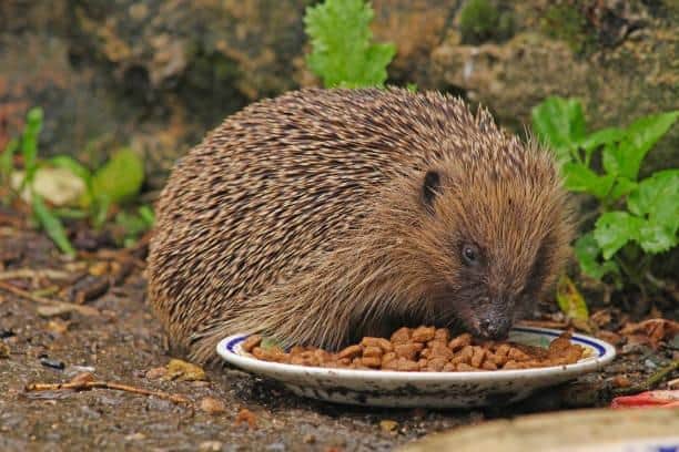 Leave out some water and meat-based dog or cat food for the hedgehogs as they are more likely to visit gardens in spring.