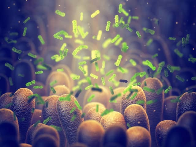 The gut microbes can have an effect on organs throughout the body. Photo: AdobeStock