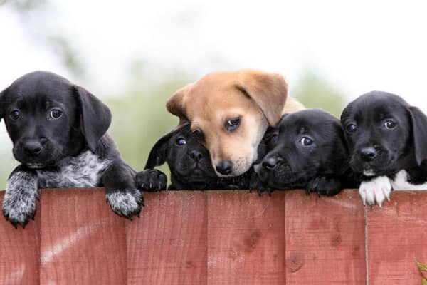 When it comes to purchasing a new puppy, new pet owners are falling for puppy dog eyes, with more than a third of new owners admitting they are swayed by a puppy’s cute looks, new research has revealed.