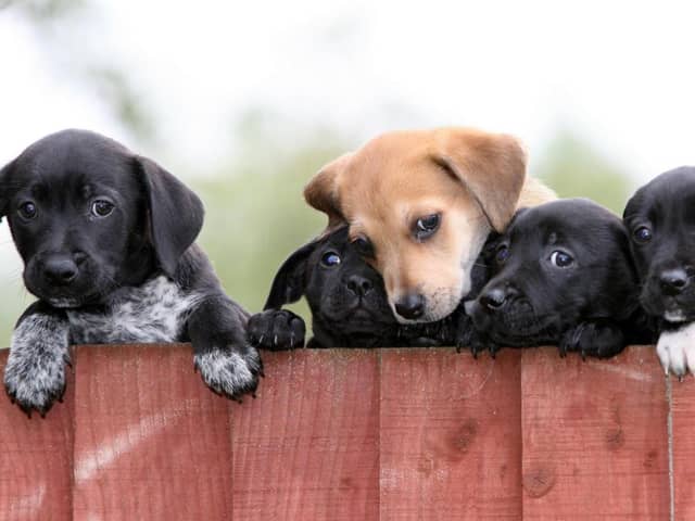 When it comes to purchasing a new puppy, new pet owners are falling for puppy dog eyes, with more than a third of new owners admitting they are swayed by a puppy’s cute looks, new research has revealed.