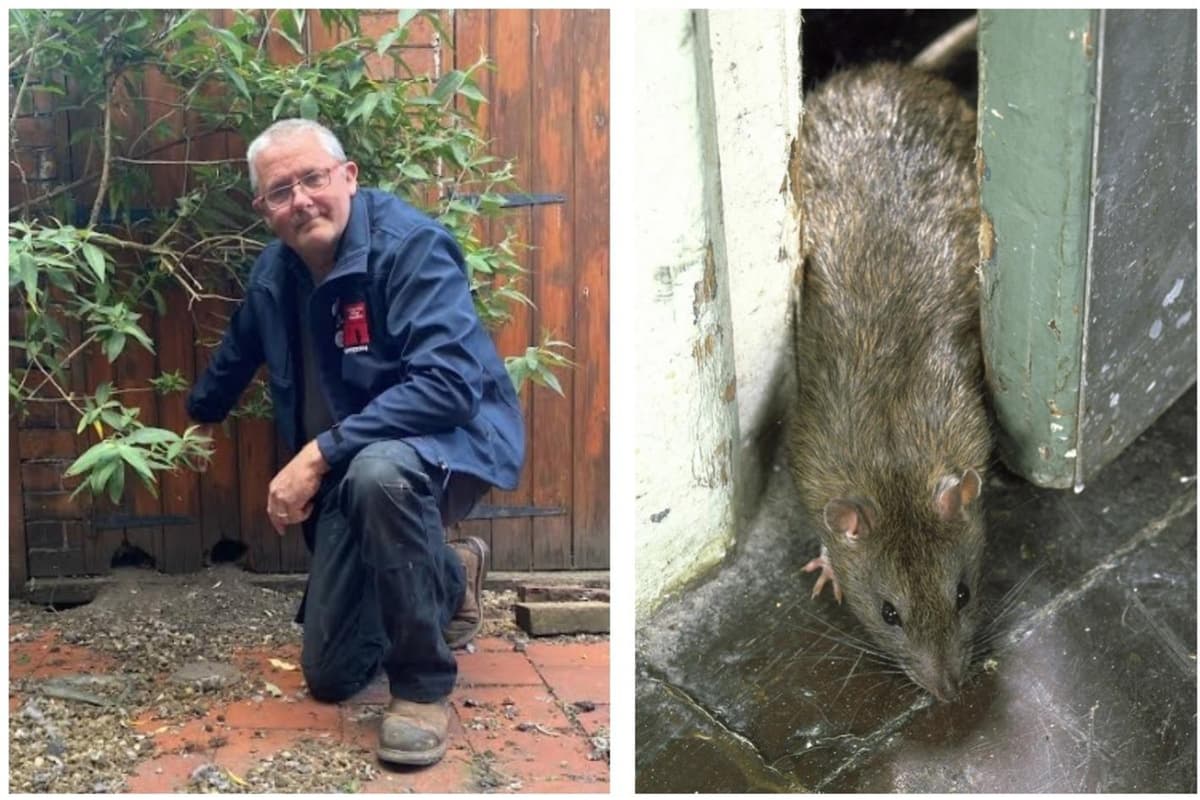 Walmartinfested With Rats Wakefield seeing an 'infestation' of rats, says pest controller - here ...