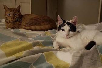 Matt Hancock shared a photo of his two cats, Chester and Cleo chilling in bed.
